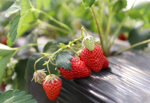 草莓專用撒施肥